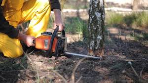 Best Tree Preservation Services  in Etna, PA