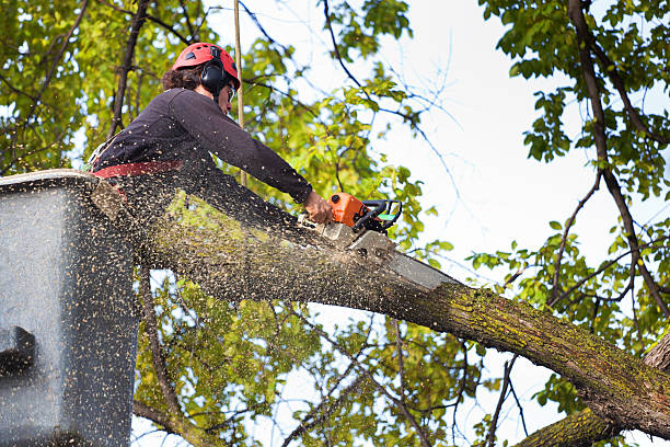 How Our Tree Care Process Works  in  Etna, PA